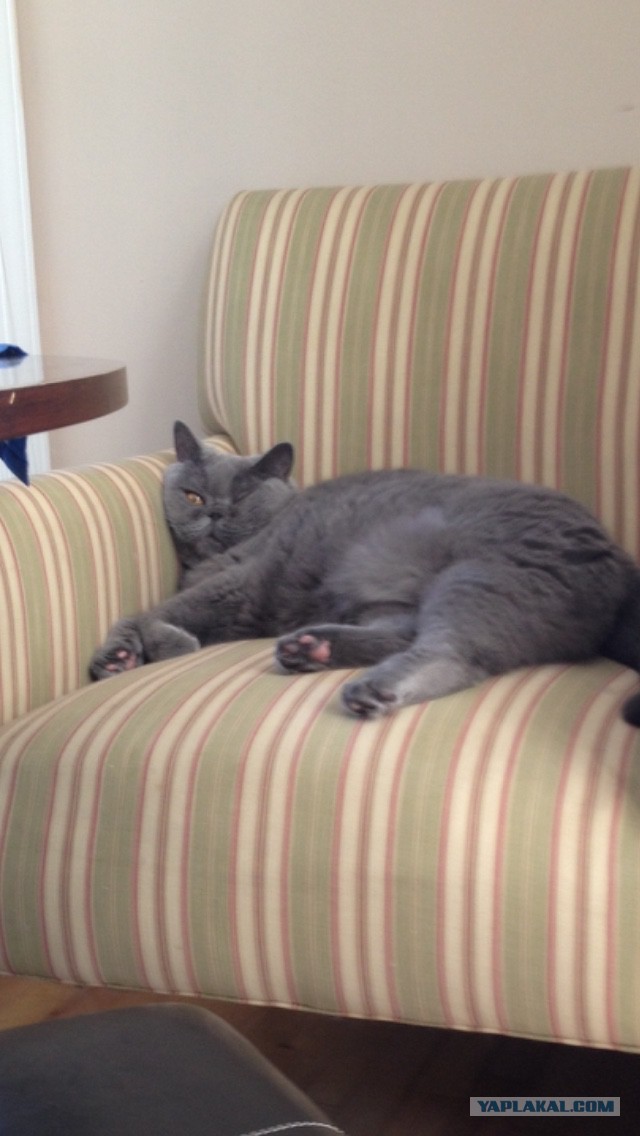 Котовторник