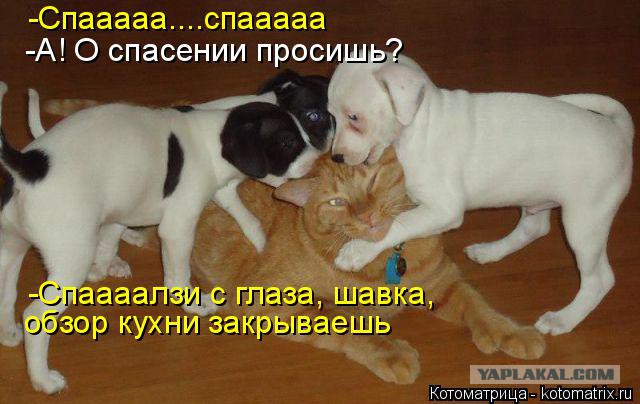 Собаки против котов