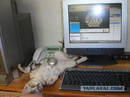 Котовторник