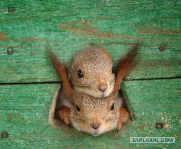 Больше, чем фото