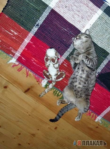 Коты, кошки, котята