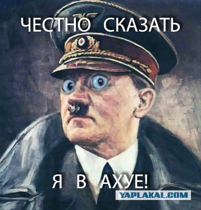 Котенок сосет грудь ( Видео)