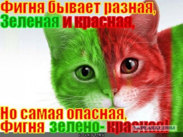 Юкка: уход и размножение