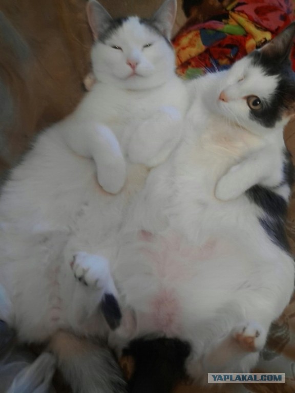 Когда два кота