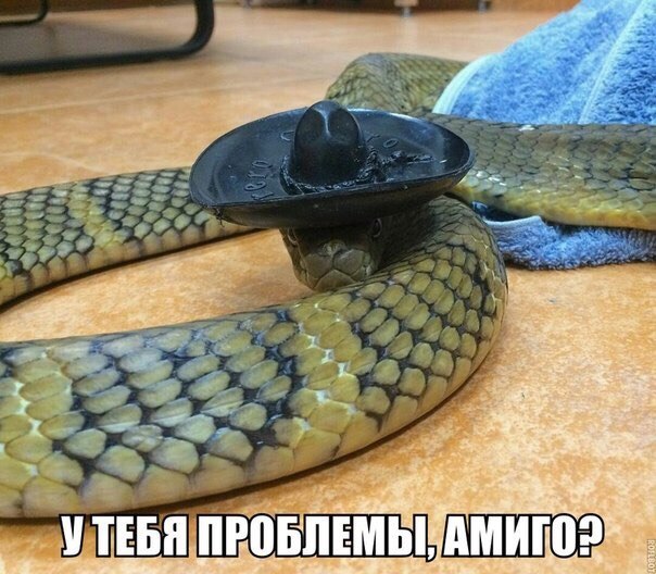 Самые смешные животные