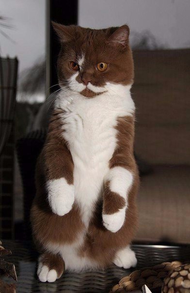 Коты из сети