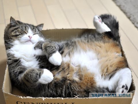 Очаровательный круглый кот Хосико