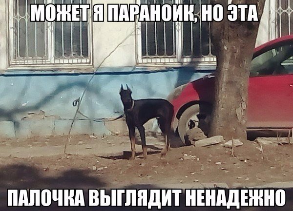 Подборка безудержного веселья