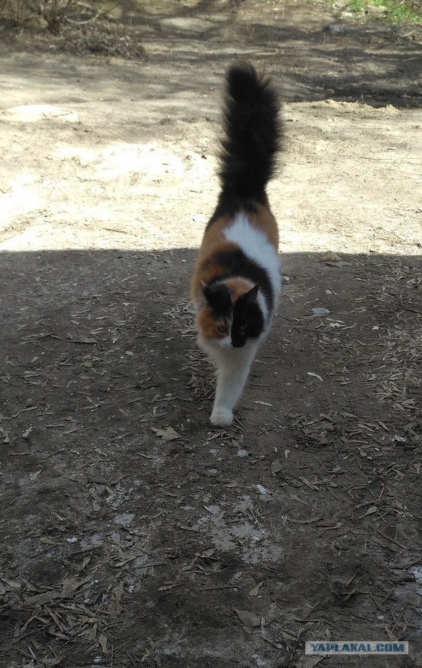 Котовторник 2.05.2017