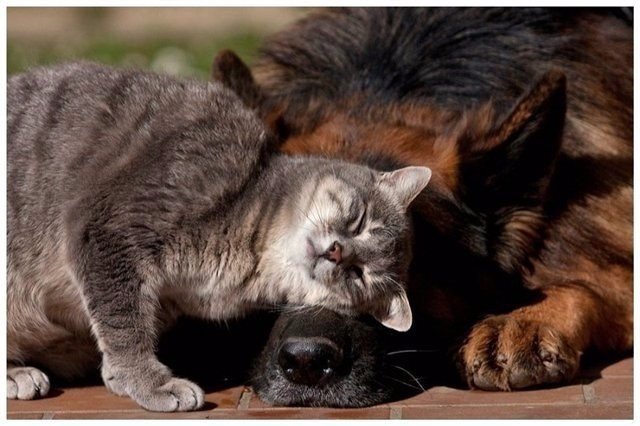Коты и Кошки