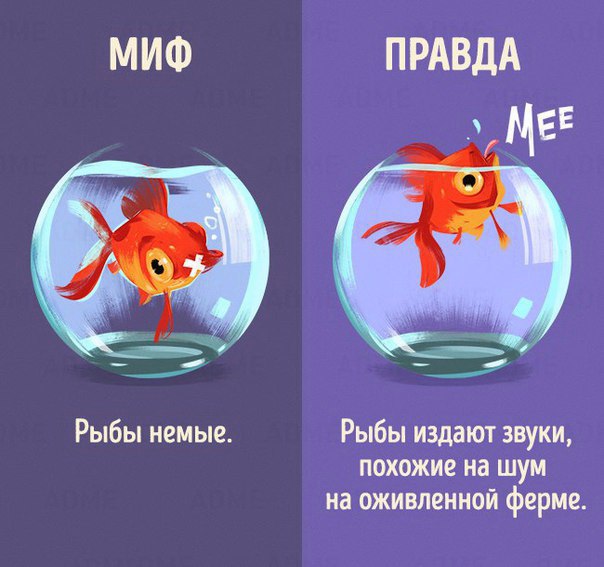 10 мифов о животных, в которые мы до сих пор верим