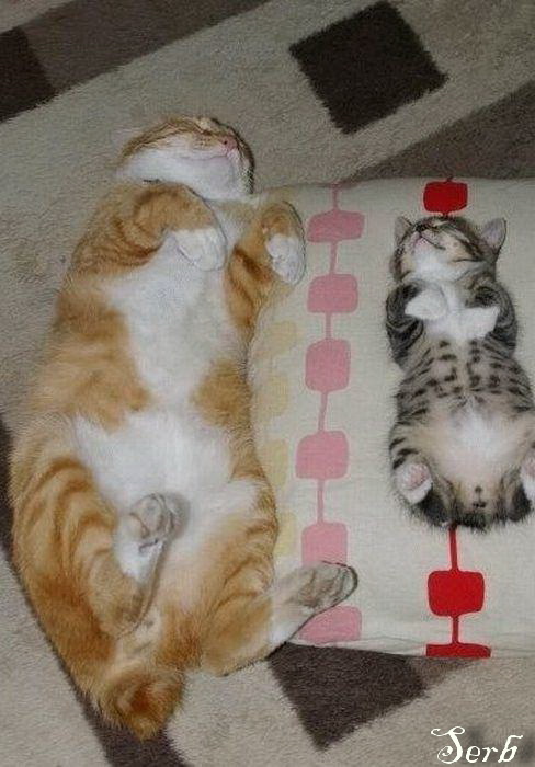 Котэ и кровать