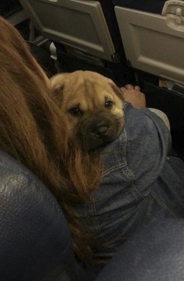 Животные в самолетах