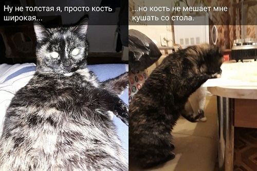 Котовторник  23.01.2018