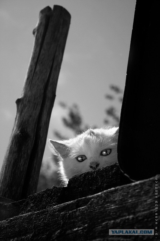 Уррааа! Котовторник на ЯПлакалъ!