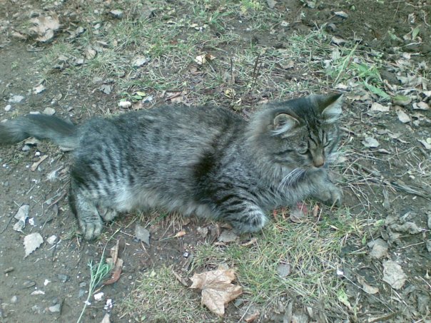 Котовторник на 24 августа