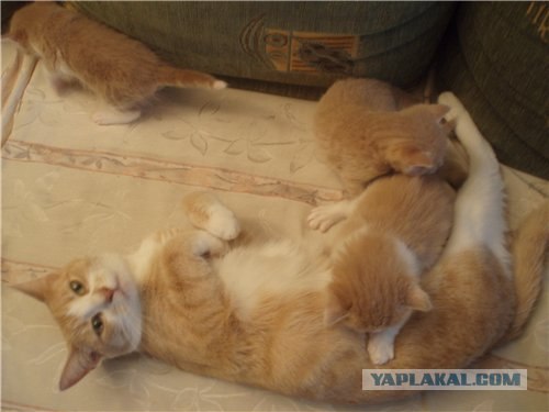 Котовторник 4.01.2011 - первый котовторник года