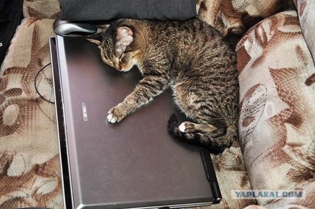 Коты, кошки и котята