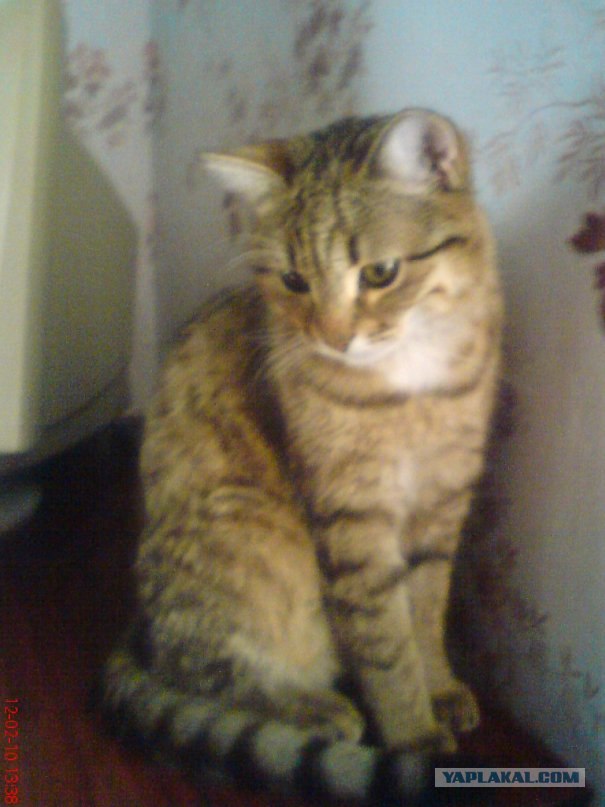 Котейкин вторник! Космический 12.04!