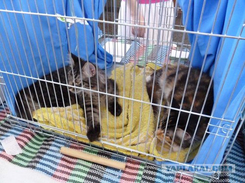 Сонный Котовторник
