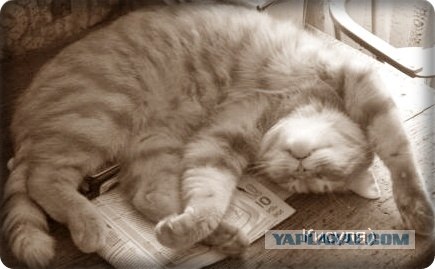 Котовторник так котовторник!