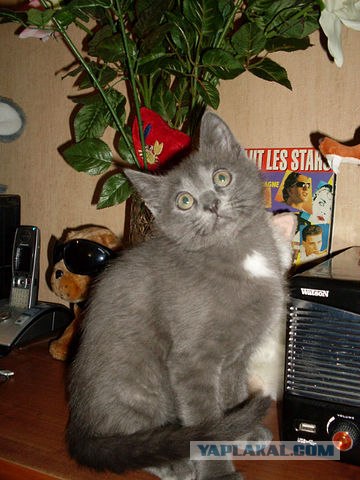 Котовторник 22.11.11