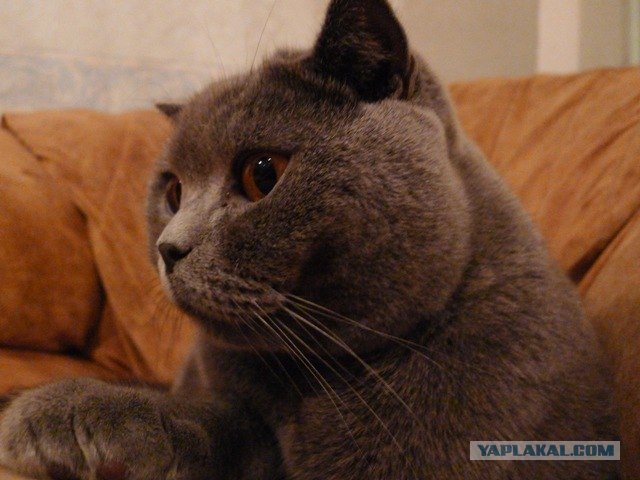 Котовторник (24. 01. 2012 )