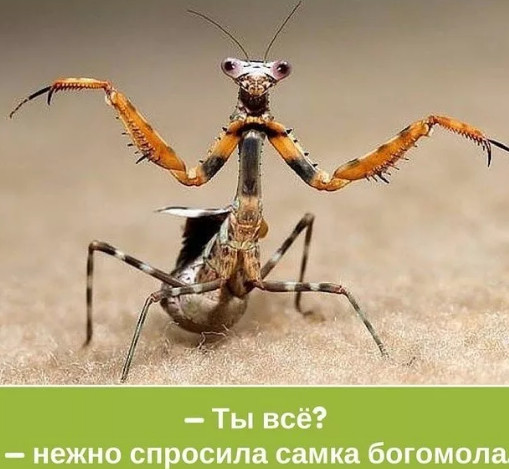 И снова Челябинский папа