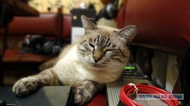 Котовторник (28.02.2012)