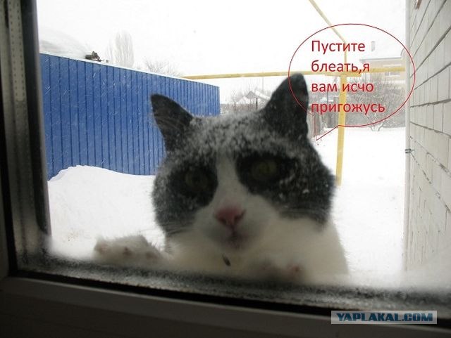 КОТОВТОРНИК (6.03.2012)