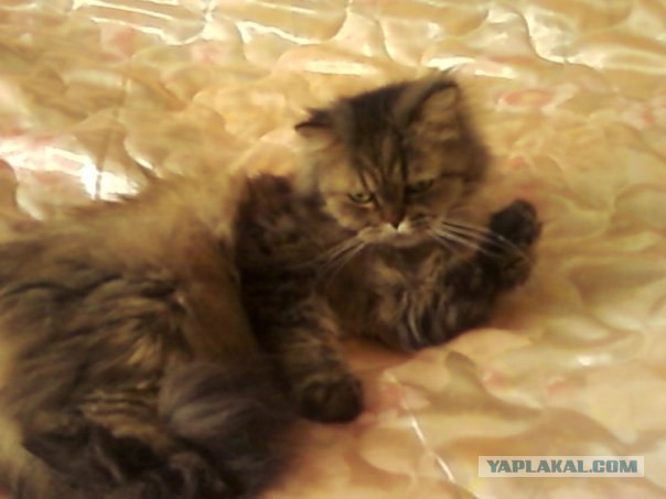 Котовторник  4.09.12
