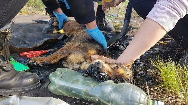 Собака, застрявшая в смоле, отчаянно звала на помощь несколько дней, пока наконец ее не услышали