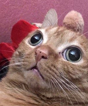 Забавные фото котеек