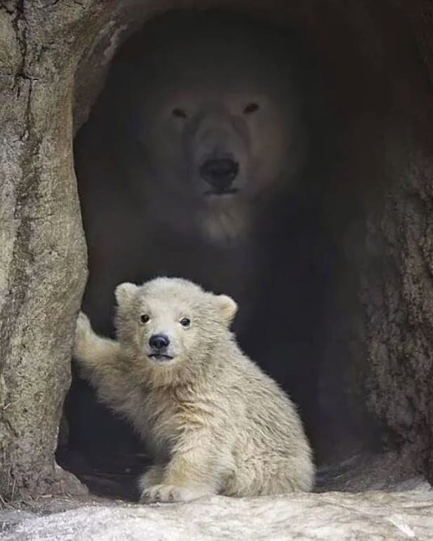 Эти забавные животные