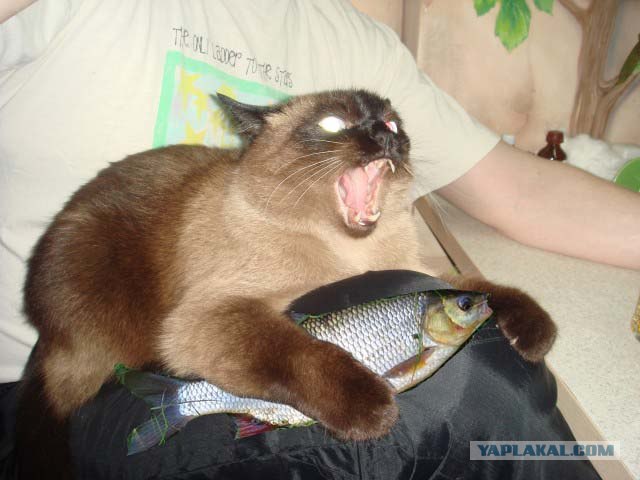 Фотожаба: Что с котэ?