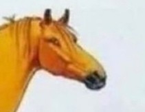 Сравнение костей лошади и человека