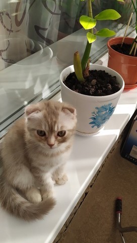 А ваши котейки че счас делают?