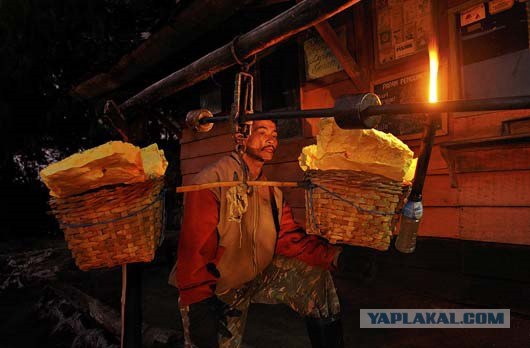 Они живут только 40 лет