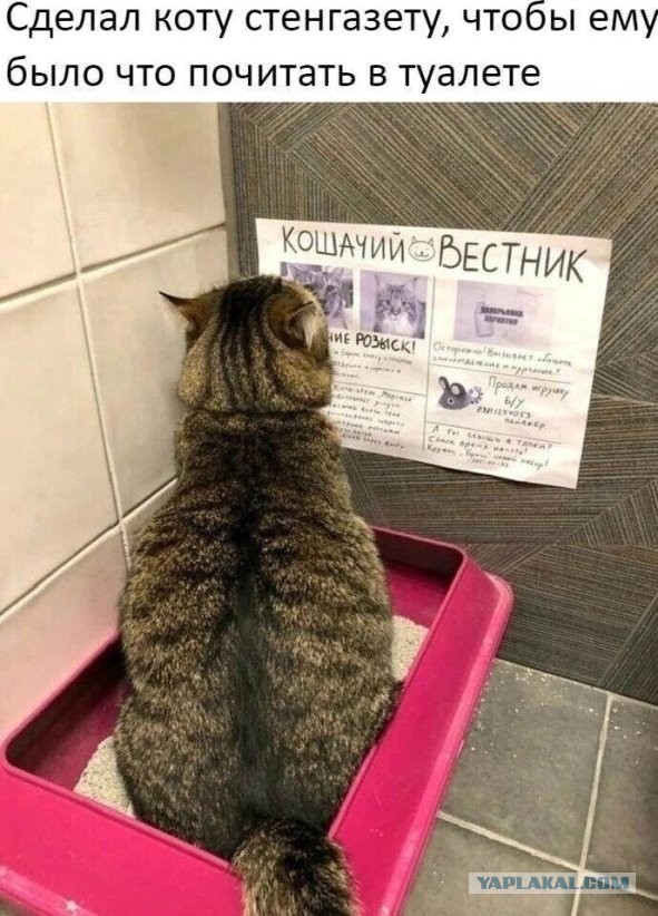 Журнал успешных котов