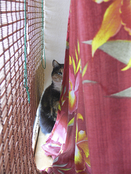 Котовторник 21.05.2013