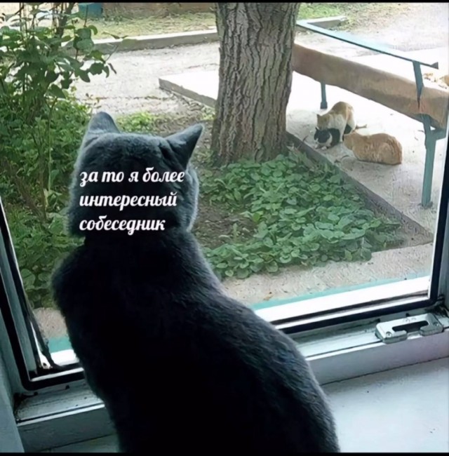 К котовторнику: подборка картинок-баянов с котиками и про котиков. Выпуск 12
