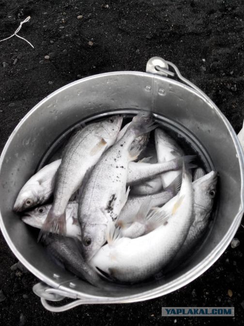 Алаколь. Всё включено отдыхать хорошо, а дикарями лучше