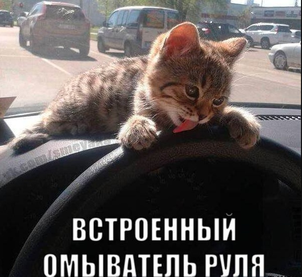 К котовторнику: подборка картинок-баянов с котиками и про котиков. Выпуск 24.