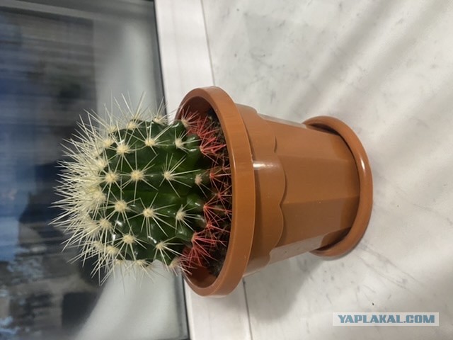 Приятель новый .