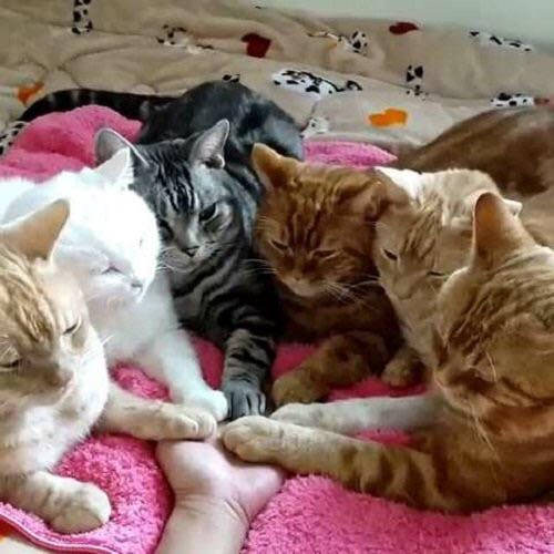 Котямбосы