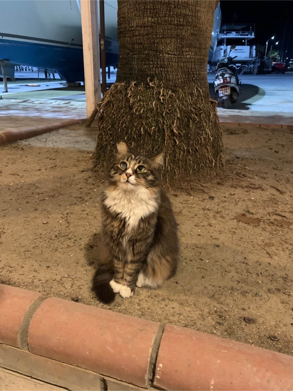 Просто одно котэ