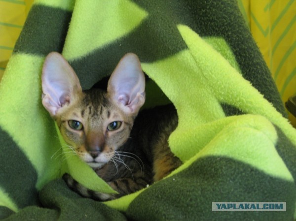 Котовторник  30.07.2013