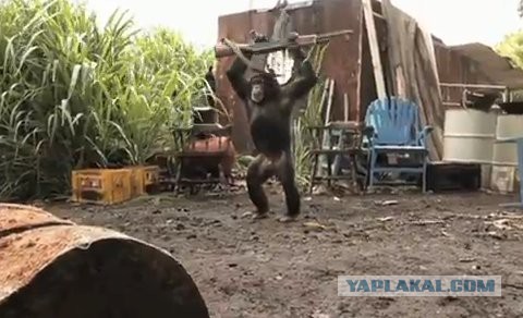 Драка кавказцев