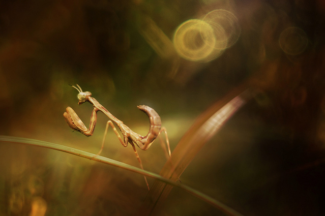 Сюрреальные фото насекомых