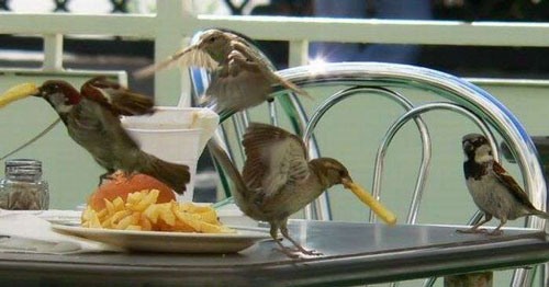 Наглые пернатые морды